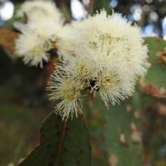 Eucalyptus dives (Broad-leaved Peppermint) at Kambah, ACT - 16 Oct 2021 by HelenCross