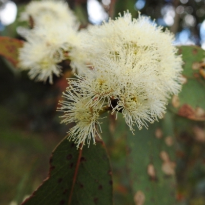 Eucalyptus dives (Broad-leaved Peppermint) at McQuoids Hill - 16 Oct 2021 by HelenCross