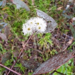 Eucalyptus dives at Kambah, ACT - 16 Oct 2021 03:00 PM