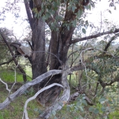 Eucalyptus dives at Kambah, ACT - 16 Oct 2021 03:00 PM