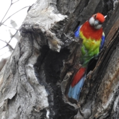 Platycercus eximius (Eastern Rosella) at McQuoids Hill - 16 Oct 2021 by HelenCross