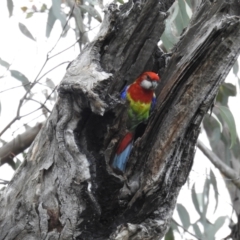 Platycercus eximius at Kambah, ACT - 16 Oct 2021