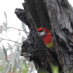 Platycercus eximius at Kambah, ACT - 16 Oct 2021