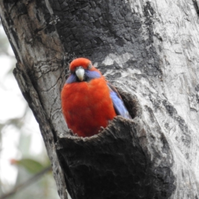 Platycercus elegans (Crimson Rosella) at McQuoids Hill - 16 Oct 2021 by HelenCross