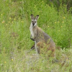 Notamacropus rufogriseus (Red-necked Wallaby) at McQuoids Hill - 16 Oct 2021 by HelenCross