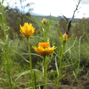 Xerochrysum viscosum at Stromlo, ACT - 16 Oct 2021