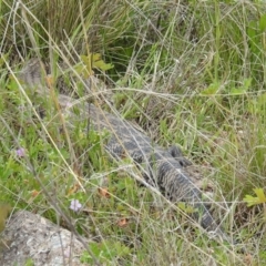Tiliqua scincoides scincoides (Eastern Blue-tongue) at McQuoids Hill - 16 Oct 2021 by HelenCross