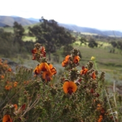 Pultenaea procumbens (Bush Pea) at Stromlo, ACT - 16 Oct 2021 by HelenCross