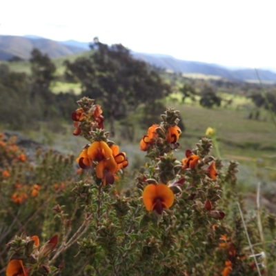 Pultenaea procumbens (Bush Pea) at Stromlo, ACT - 16 Oct 2021 by HelenCross