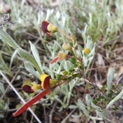 Bossiaea buxifolia (Matted Bossiaea) at McQuoids Hill - 16 Oct 2021 by HelenCross