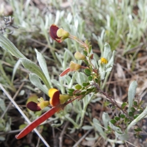 Bossiaea buxifolia at Stromlo, ACT - 16 Oct 2021 04:47 PM