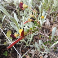 Bossiaea buxifolia at Stromlo, ACT - 16 Oct 2021 04:47 PM