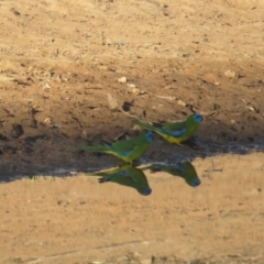 Neophema pulchella (Turquoise Parrot) at Binya State Forest - 2 Oct 2017 by Liam.m