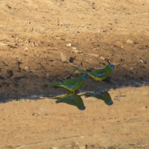 Neophema pulchella at Binya, NSW - 2 Oct 2017