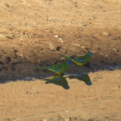 Neophema pulchella (Turquoise Parrot) at Binya, NSW - 2 Oct 2017 by Liam.m