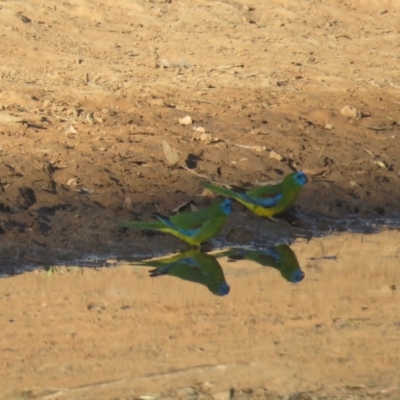 Neophema pulchella (Turquoise Parrot) at Binya, NSW - 1 Oct 2017 by Liam.m