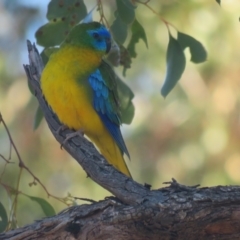 Neophema pulchella at Binya, NSW - 2 Oct 2017