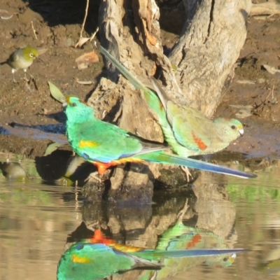 Psephotellus varius (Mulga Parrot) at Binya State Forest - 1 Oct 2017 by Liam.m