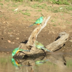 Psephotellus varius at Binya, NSW - 2 Oct 2017 08:34 AM