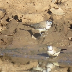 Stizoptera bichenovii (Double-barred Finch) at Binya, NSW - 1 Oct 2017 by Liam.m