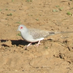 Geopelia cuneata (Diamond Dove) at Binya, NSW - 2 Oct 2017 by Liam.m