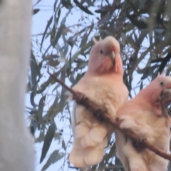 Lophochroa leadbeateri (Pink Cockatoo) at Griffith, NSW - 2 Oct 2017 by Liam.m