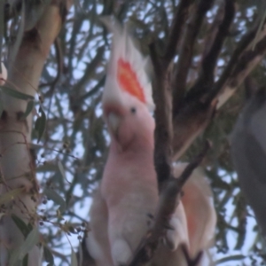 Lophochroa leadbeateri leadbeateri at Griffith, NSW - 2 Oct 2017