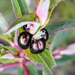 Chrysolina quadrigemina at Kambah, ACT - 16 Oct 2021