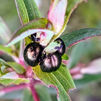 Chrysolina quadrigemina (Greater St Johns Wort beetle) at Kambah, ACT - 16 Oct 2021 by HelenCross