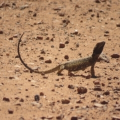 Pogona barbata at Myall Park, NSW - 3 Oct 2017 by Liam.m