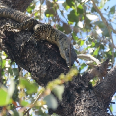 Varanus varius (Lace Monitor) at Myall Park, NSW - 3 Oct 2017 by Liam.m
