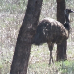 Dromaius novaehollandiae (Emu) at Cocoparra National Park - 3 Oct 2017 by Liam.m