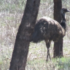 Dromaius novaehollandiae at Myall Park, NSW - suppressed