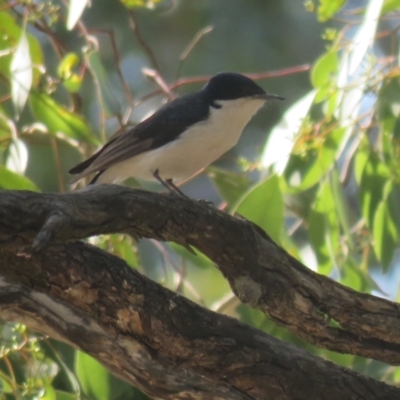 Myiagra inquieta (Restless Flycatcher) at Cocoparra National Park - 3 Oct 2017 by Liam.m