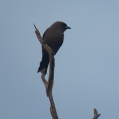 Artamus cyanopterus cyanopterus (Dusky Woodswallow) at Cocoparra National Park - 3 Oct 2017 by Liam.m