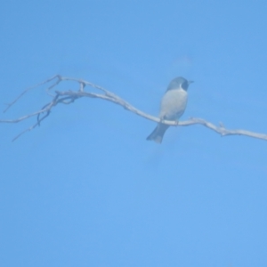 Artamus personatus at Myall Park, NSW - 4 Oct 2017 07:52 AM