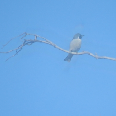 Artamus personatus (Masked Woodswallow) at Myall Park, NSW - 4 Oct 2017 by Liam.m