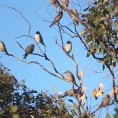 Artamus personatus at Myall Park, NSW - 4 Oct 2017 07:52 AM