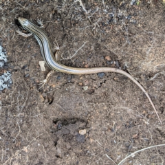 Ctenotus taeniolatus (Copper-tailed Skink) at McQuoids Hill - 16 Oct 2021 by HelenCross