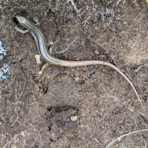 Ctenotus taeniolatus at Stromlo, ACT - 16 Oct 2021