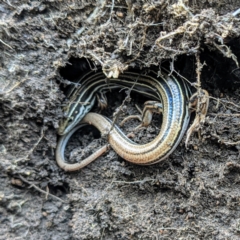 Ctenotus taeniolatus at Stromlo, ACT - 16 Oct 2021