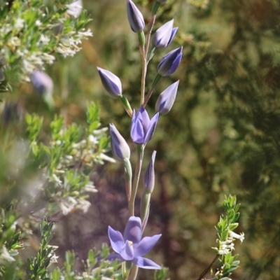 Thelymitra sp. (A Sun Orchid) at Albury - 16 Oct 2021 by KylieWaldon