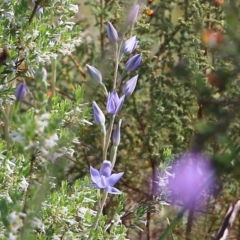 Thelymitra sp. at Glenroy, NSW - suppressed