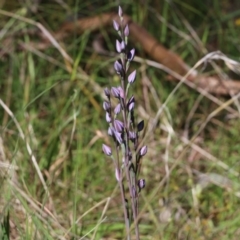 Thelymitra sp. at Glenroy, NSW - suppressed