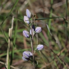 Thelymitra (Genus) at Glenroy, NSW - suppressed