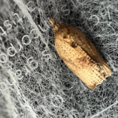 Meritastis (genus) (A Bell moth (Tortricinae)) at Murrumbateman, NSW - 15 Oct 2021 by SimoneC
