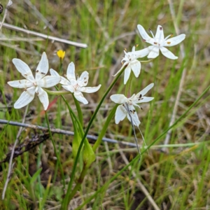 Wurmbea dioica subsp. dioica at Kambah, ACT - 16 Oct 2021