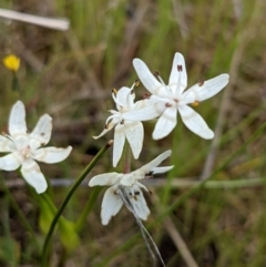 Wurmbea dioica subsp. dioica at Kambah, ACT - 16 Oct 2021