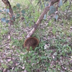 Tachyglossus aculeatus (Short-beaked Echidna) at Red Hill Nature Reserve - 11 Oct 2021 by KL