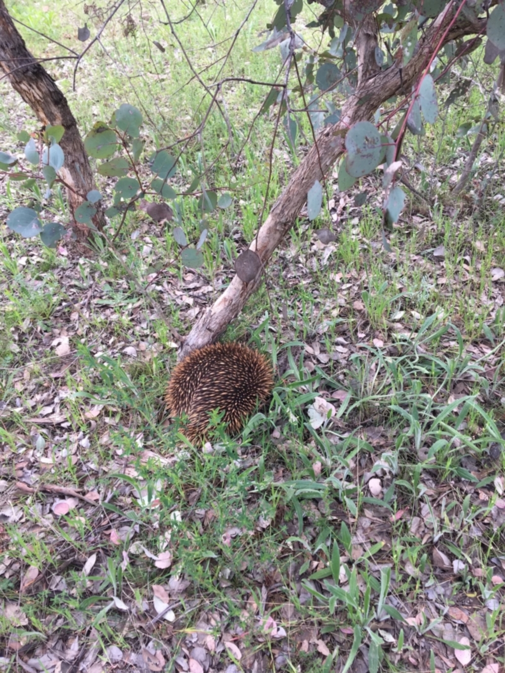 Tachyglossus aculeatus at Deakin, ACT - 11 Oct 2021